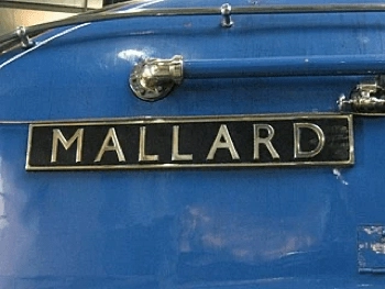 Mallard